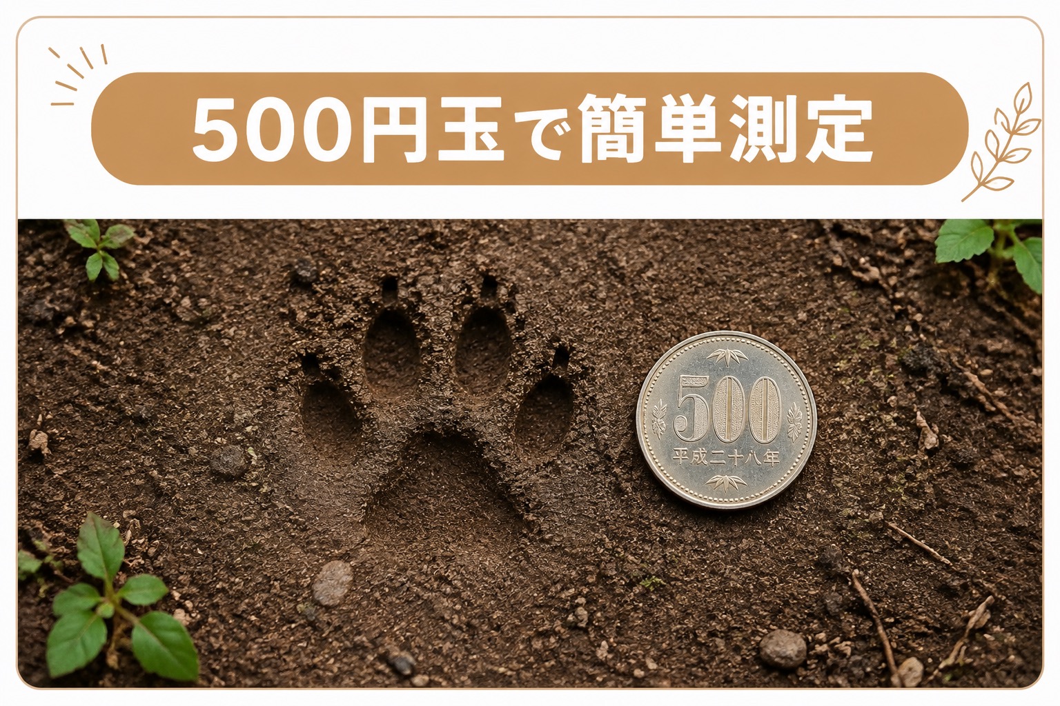 足跡の横に硬貨を並べて大きさを測定する様子